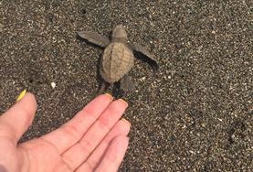 19+ Specials: Freiwilligeneinsätze für junge Erwachsene : Mexiko Eine frisch geschlüpfte Schildkröte wird im Naturschutz - Projekt in Mexiko von einer Freiwilligen in die Freiheit entlassen.