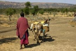 Projekte in Afrika - Tansania : Community Work & Kultur Ein Massai im Massaidorf Endulen mitten im Ngorongoro - Nationalpark, wo unser Community - Projekt stattfindet.