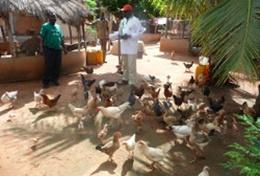 Projekte in Afrika - Togo : Farming - Projekt Maisernte auf unserer Partnerfarm in Togo: hier kannst du als Freiwillige helfen und viel über tropische Landwirtschaft lernen.