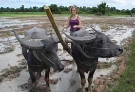 Projekte in Asien - Kambodscha : Khmer - Projekt Eine Freiwillige pflügt ein Reisfeld mit einem traditionellen Wasserbüffelgespann in einem Workshop über landwirtschaftliche Anbaumethoden in unserem Khmer - Projekt in Kambodscha.