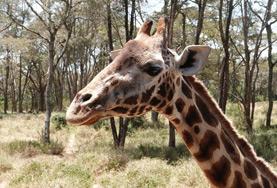 Naturschutz - Projekt im Ausland : Kenia Die Rothschild-Giraffen zählen zu den vom aussterben bedrohten Tierarten, die du mit deiner Freiwilligenarbeit in Naturschutz - Projekt in Kenia aktiv schützen kannst.