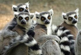 Projekte in Afrika - Madagaskar : Naturschutz Madagaskar ist berühmt für seine endemischen Lemuren-Arten, die es nur hier auf der Welt gibt und die du mit deiner Freiwilligenarbeit im Naturschutz - Projekt schützen kannst.