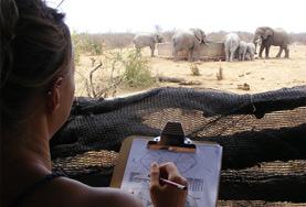 Freiwilligenarbeit in Afrika - Südafrika : Naturschutz Freiwillige führen einer Beobachtungsstudie mit einer Elefantenherde im Wild at Tuli - Reservat durch.
