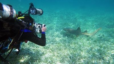 Projects Abroad Freiwillige im Naturschutz-Projekt in Belize Freiwillige von Projects Abroad beim Tauchen
