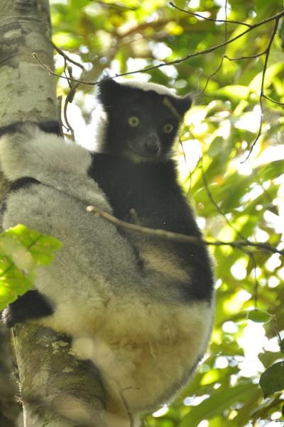 Ein Indri im Nationalpark in Madagaskar Leiste in deinen Ferien Freiwilligenarbeit im Naturschutz - Projekt in Madagaskar!