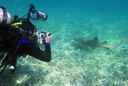 Naturschutz : Belize Ein Freiwilliger dokumentiert während eines Tauchgangs im Schulferien - Special Naturschutz in Belize den Zustand einer Seegraswiese.