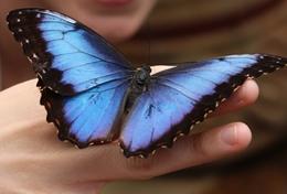 Projekte in Mittelamerika - Costa Rica : Schulferien - Specials - Naturschutz Im Barra Honda Nationalpark in Costa Rica führen wir in unserem Naturschutz - Projekt eine Schmetterlingsstudie durch, für die eine Freiwillige einen wunderschönen Schmetterling begutachtet.