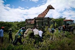 Freiwilligendienst in Afrika - Kenia : Schulferien - Specials - Naturschutz Im Naturschutz - Projekt in Kenia kannst du als Freiwillige/r live dabei sein, wenn Wildtiere in das Schutzreservat umgesiedelt werden, um vor Wilderern geschützt zu sein.
