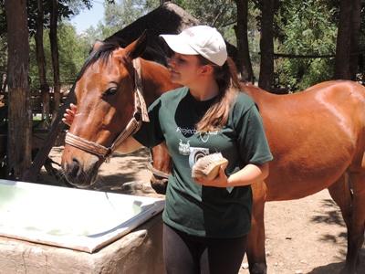 Eine Freiwillige umsorgt ein Pferd im Pferdetherapie-Zentrum in Cochabamba. Projects Abroad Freiwillige assistiert bei der Pflege eines Therapie-Pferdes in Bolivien.