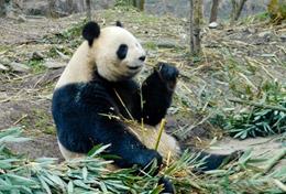 Projekte in Asien - China : Schulferien - Specials - Sozialarbeit In diesem ganz besonderen Freiwilligenprojekt für Schüler/innen kannst du dich in China um den Schutz und die Pflege von Riesenpandas kümmern.