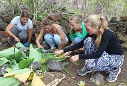 Projekte in Ecuador: Galapagos - Inseln : Schulferien - Specials - Sozialarbeit Freiwillige füttern in ihrem Schulferien - Special in Ecuador Riesenschildkröten, für welche die Galapagos - Inseln bekannt sind.