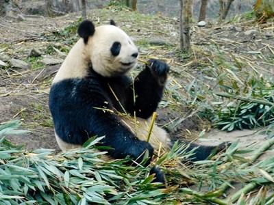 Sozialarbeit & Tierschutz in China Sozialarbeit & Tierschutz in China
