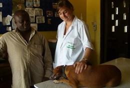 Projekte in Afrika - Ghana : Tiermedizin Eine Tiermedizin - Praktikantin stellt in einer Tierklinik zusammen mit dem leitenden Veterinärmediziner eine Diagnose für einen Hund.