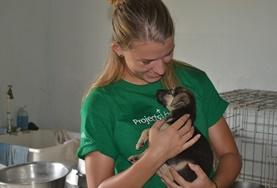 Tierpflege im Ausland : Belize Eine Freiwillige kümmert sich um einen Welpen, den sie als Freiwillige im Tierpflege - Praktikum in Belize ins Tierheim aufgenommen hat.