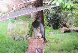 Tierpflege im Ausland : Bolivien Eine Freiwillige versorgt einen verletzten Greifvogel im Tierheim in Bolivien, wo unser Tierpflege - Projekt stattfindet.