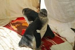 Freiwilligenarbeit in Afrika - Südafrika : Tierpflege Im Vogelzentrum SANCCOB kümmert sich eine Freiwillige um die Tierpflege von Brillenpinguinen, die an der Küste Kapstadts heimisch sind.